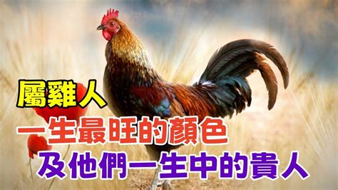 屬雞顏色|屬雞人注意：這些顏色助你旺